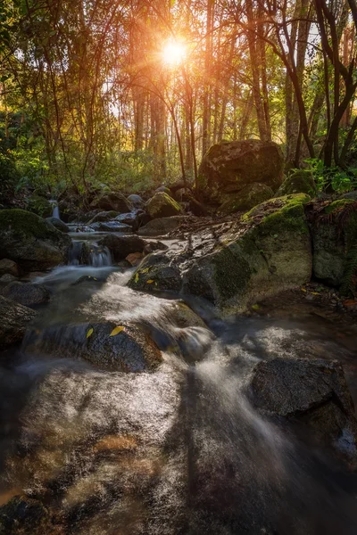 Ruisseau de montagne à l'automne à Monchique. Rayons du soleil à travers les arbres. — Photo
