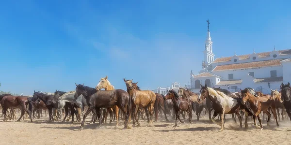 Panorama de cavalos correndo antes do batismo. El Rocio, Espanha. — Fotografia de Stock