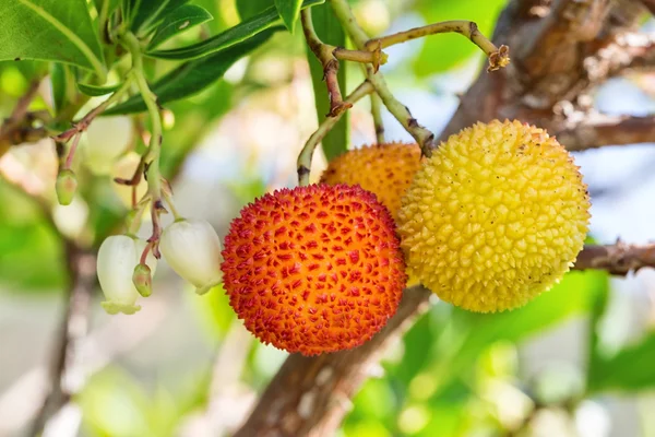 Érett bogyók bogyós gyümölcsök a fán. Vértes Portugália Monchique. — Stock Fotó