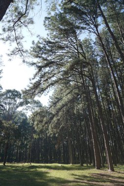 Chiang Mai, Tayland 'da kış mevsiminde çam ağacı.
