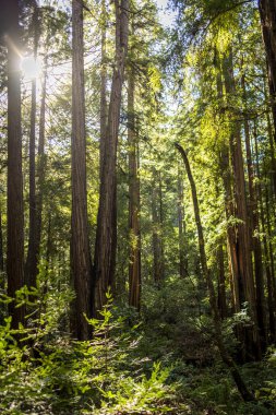 San Francisco yakınlarındaki Muir Ormanı 'ndaki dev sekoya ağaçlarının arasından süzülen parlak güneş ışığı.