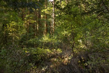 San Francisco yakınlarındaki Muir Woods Ulusal Anıtı, Kaliforniya, Amerika Birleşik Devletleri