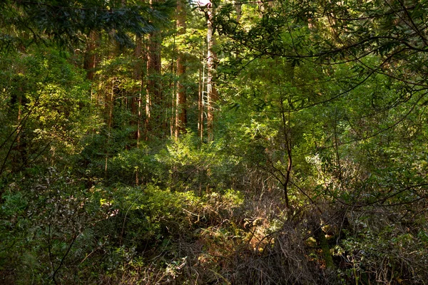San Francisco yakınlarındaki Muir Woods Ulusal Anıtı, Kaliforniya, Amerika Birleşik Devletleri