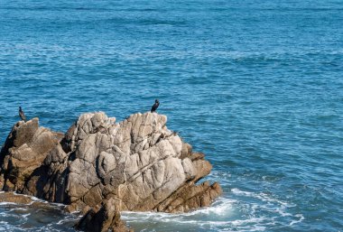 Pasifik Korusu, Kaliforniya 'daki kayalık kıyı şeridine tünemiş karabataklar.