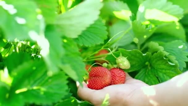 Mano Sostiene Fresas Cosechando Fresas Bayas Verano Mano Recoge Fresas — Vídeos de Stock