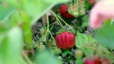 El çilek tutar. Çilek topluyorum. Yaz meyveleri. El büyük çilek toplar..