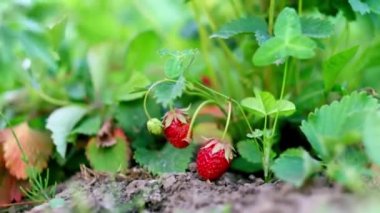 El çilek tutar. Çilek topluyorum. Yaz meyveleri. El büyük çilek toplar..