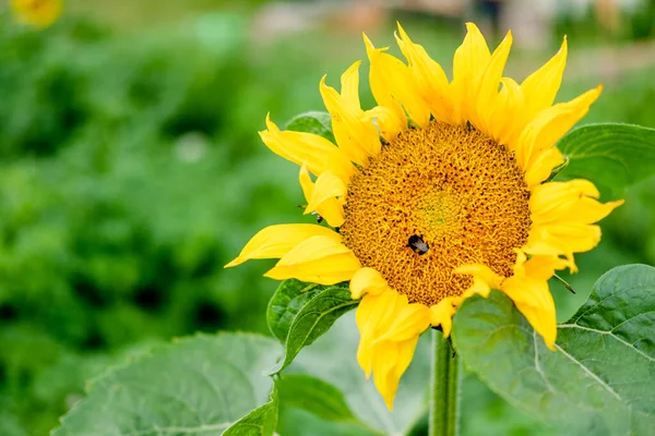 Ayçiçeğinin üzerinde bir arı. Doğada büyük bir ayçiçeği. Büyük sarı çiçek.