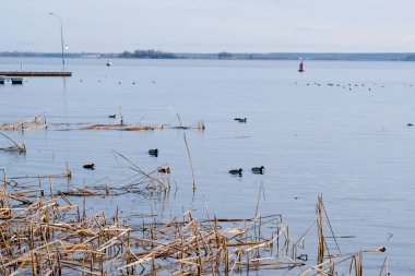 Gölde sazlıklar. Kış gölündeki ördekler. Deniz kenarındaki güzel manzara