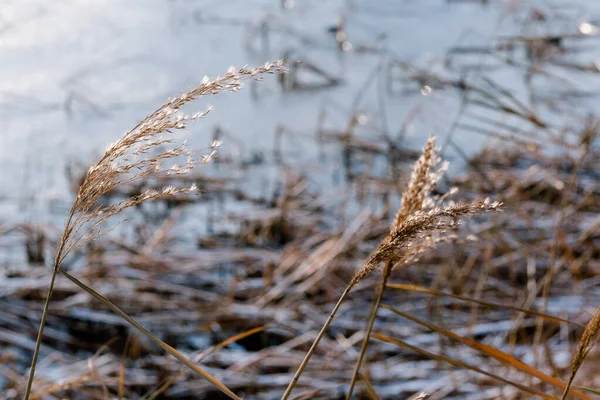 青空に対する小麦の耳 海の背景にある薬剤師 リード層リード種 抽象的な自然背景 ミニマルでスタイリッシュでトレンディーなコンセプト — ストック写真