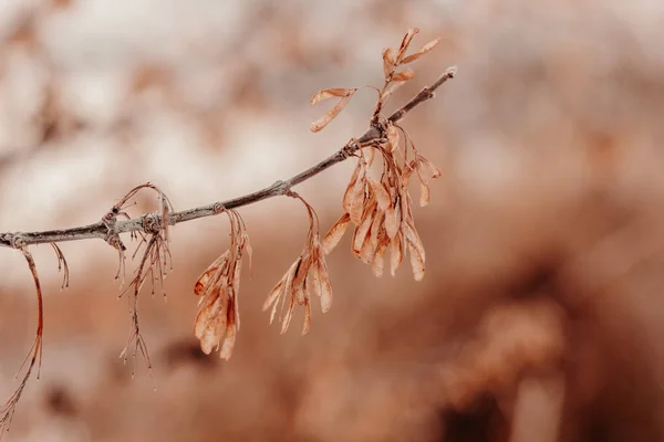 Grenar Med Torra Blad Abstrakt Naturlig Bakgrund Minimalistiskt Stilrent Och — Stockfoto