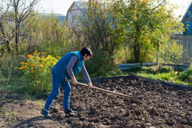 Bahçede çalışan bir çiftçi. Toprağı kazın. Bir mahsul ekin. Ekme işi. Bahçede bahar işi. Bir tırmıkla çalışmak. Banliyö günlük hayatı. tarımsal arazi çalışmaları