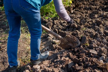 Bahçede çalışan çiftçi. Toprağı kazın. Bir mahsul ekin. Ekme işi. Bahçede bahar işi. Kürekle çalışmak. Banliyö günlük hayatı. tarımsal arazi çalışmaları