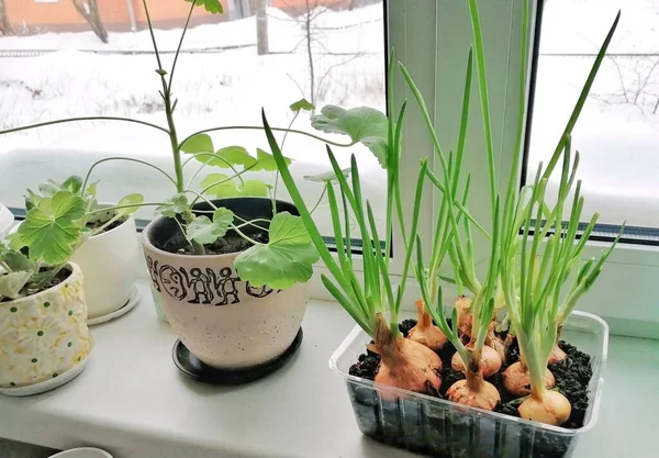 Taze Soğanlar Pencere Pervazında Yetişir Mutfaktaki Bahçesi Mutfakta Yeşiller Var — Stok fotoğraf