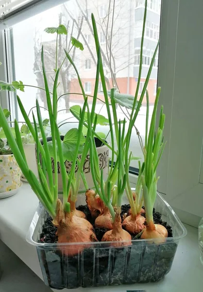 Green onions grow on the windowsill.  Home garden in the kitchen.  Greens in the kitchen.  Growing onions at home.  Homemade greens.  Healthy food with your own hands.