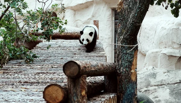 Moskova. Rusya 27.06.2020 Panda Moskova Hayvanat Bahçesinde.