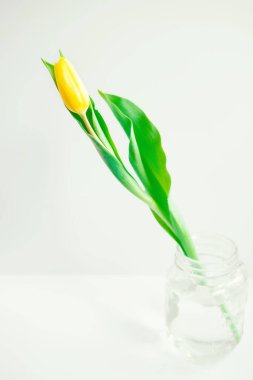 Beyaz arka planda sarı lale. Modaya uygun minimalist bir stil. Yalnız sarı çiçek