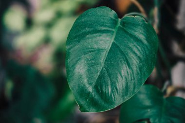 Monstera kompozisyon tasarımı için dekorasyon yapıyor. Monstera deliciosa yaprağı veya şık ve minimalist şehir içi.