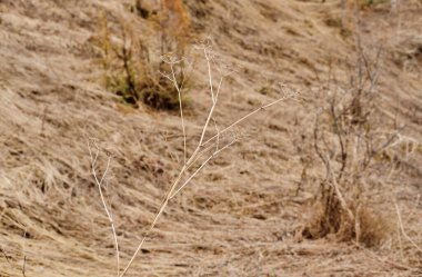 Arka plan sararmış kuru çimenler, sonbahar çimenleri yanmış kurumuş çimenler, doğa. yatay olarak yakın çekim fotoğrafçılık
