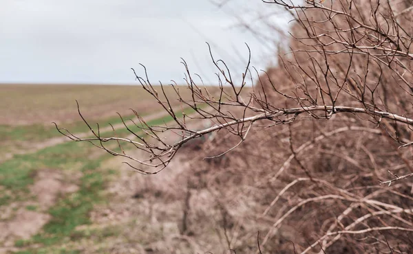 Torra Grenar Nära Håll Naturlig Bakgrund — Stockfoto