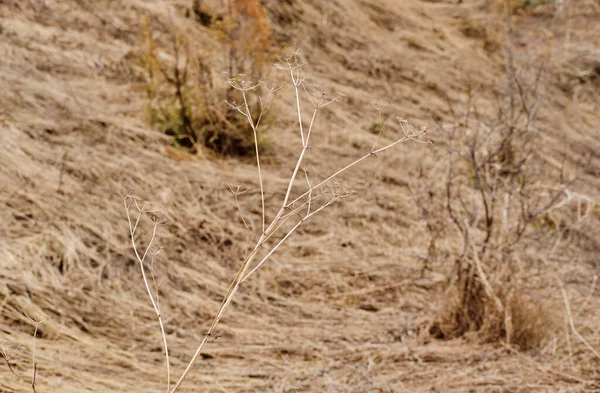 Fondo Ingiallito Erba Secca Prato Autunnale Bruciato Erba Secca Natura — Foto Stock