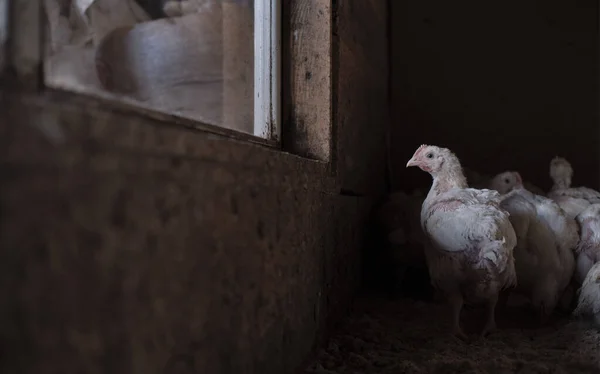 Kümes hayvanları çiftliğinde tavuk ızgara yapan tavuk yavruları, kaliteli tavuk eti satışından gelir elde etmek için yetiştirilmiş, genetik olarak geliştirilmiş tavuk türleri, yakın plan. Yalnız bir piliç pencereden dışarı bakar.. 