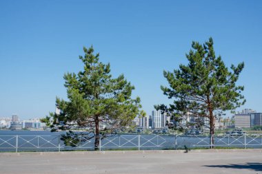 Denizin arka planına karşı şehirde iki ağaç. Doğanın ve şehrin zıttı. Çifte ağaçlar. Şehirdeki doğa. Şehirdeki yeşillik parçaları..