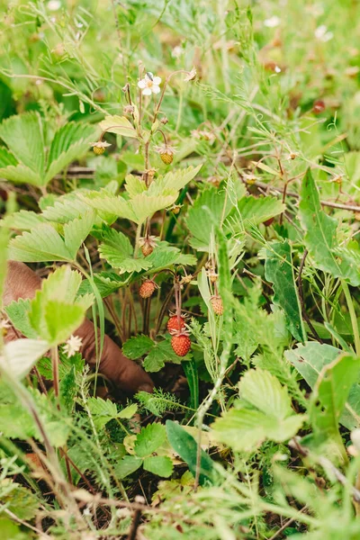 Small strawberry bush in forest. Red strawberries berry and white flowers in wild meadow, close up. hand picking strawberries. vertical frame