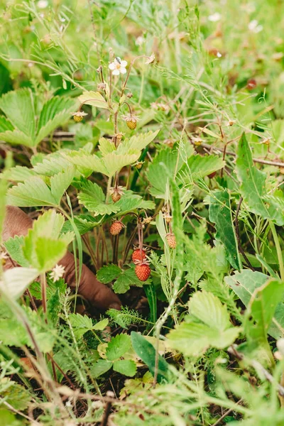 Small Strawberry Bush Forest Red Strawberries Berry White Flowers Wild — Stockfoto