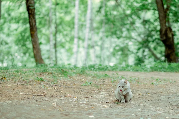 Cute Tabby Gray Cat Kitten Licked In Grass Outdoor At Sunny Summer Evening. Small Cat Sitting In Grass And Washes Its Muzzle. — Stock Photo, Image