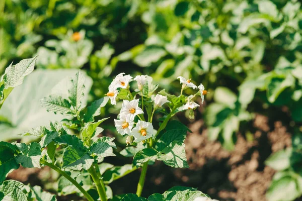 Flores Papa Blanca Campo Patatas Florecientes Jardín Cosecha Papas Año — Foto de Stock