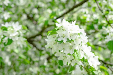 İlkbaharda beyaz arka planda elma çiçek açar. Beyaz çiçekli güzel bir dal.