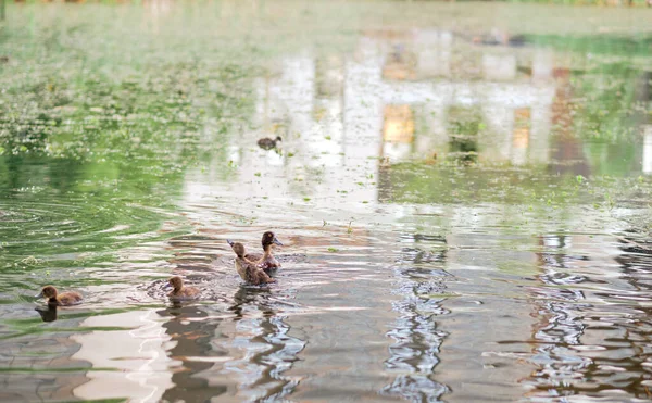 Φουντωτές Πάπιες Κολυμπάνε Στη Λίμνη Μια Οριζόντια Λήψη Χαριτωμένων Παπιών — Φωτογραφία Αρχείου