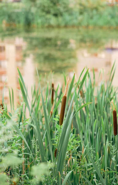 Primo Piano Stretta Foglia Cattail Pianta Bandiera Morbida Typha Angustifolia — Foto Stock