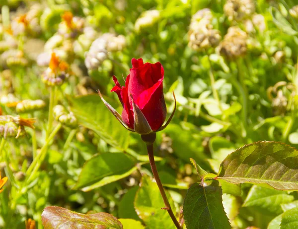 Belle rose rouge dans un jardin — Photo