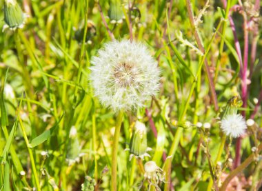 Karahindiba ile bahar parlak çayır