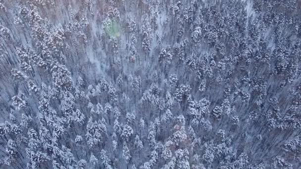 Winterlandschaft in Sibirien, Unkraut auf dem Quadrocopter über dem Wald — Stockvideo