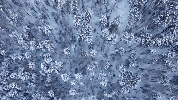 The winter landscape in Siberia, weeds on the quadcopter over the wood — Stock Video