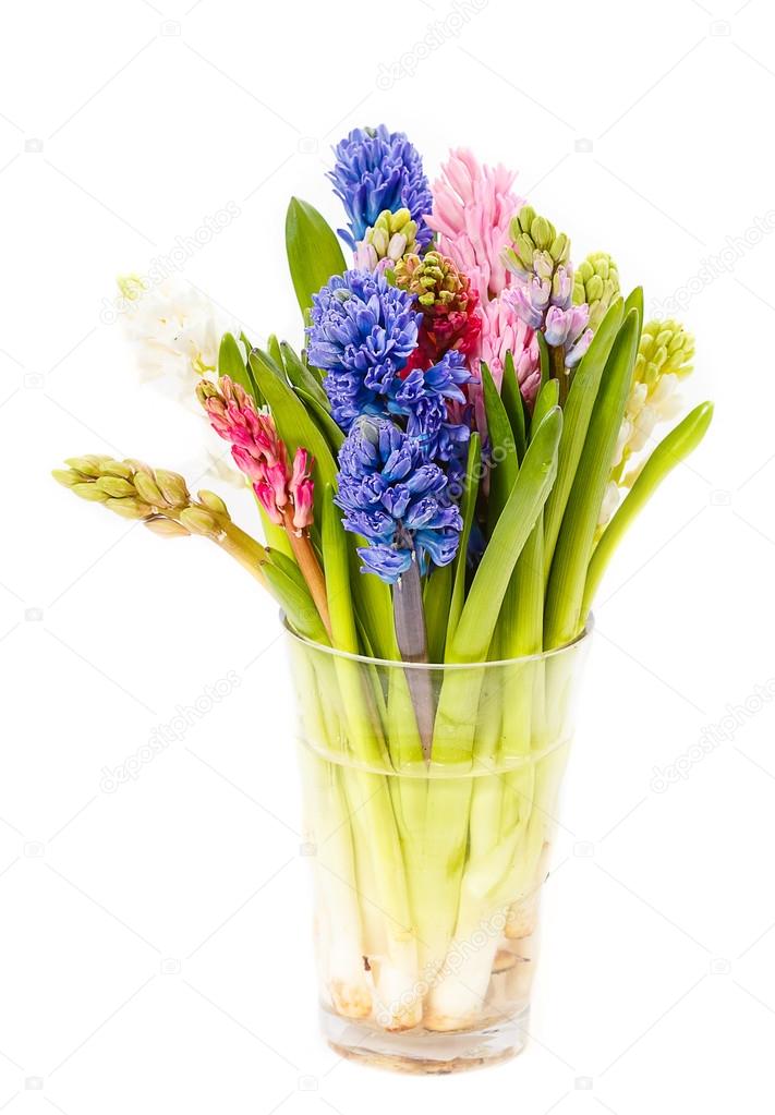 the bouquet a hyacinth in a vase on a white background, 