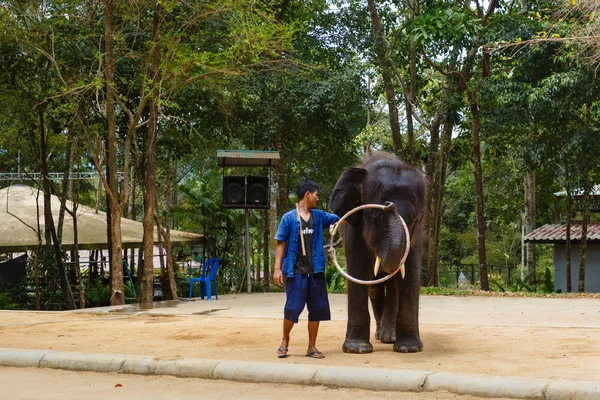 Toeristische excursie, Toon van olifanten, naar Samui — Stockfoto