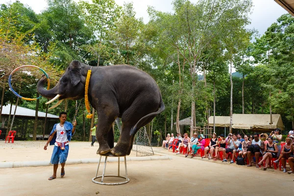 Toeristische excursie, Toon van olifanten, naar Samui — Stockfoto