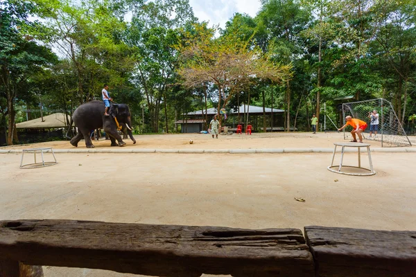 Toeristische excursie, Toon van olifanten, naar Samui — Stockfoto