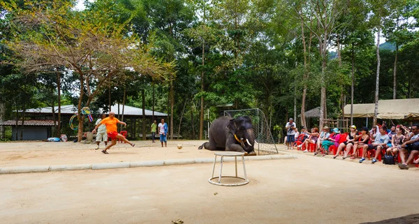 Toeristische excursie, Toon van olifanten, naar Samui — Stockfoto