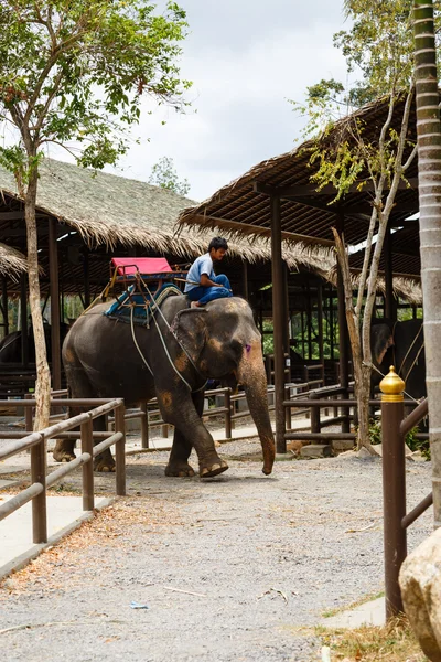 Toeristische excursie, Toon van olifanten, naar Samui — Stockfoto