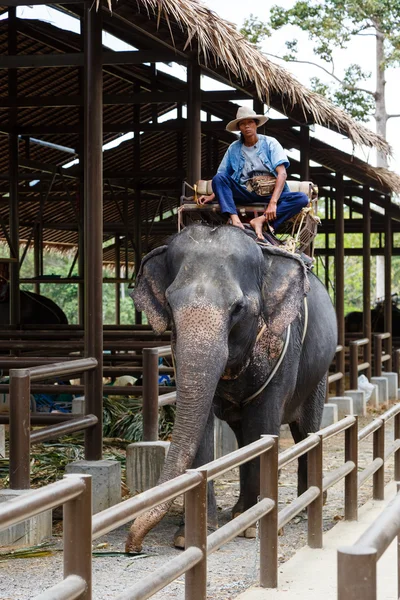 Toeristische excursie, Toon van olifanten, naar Samui — Stockfoto