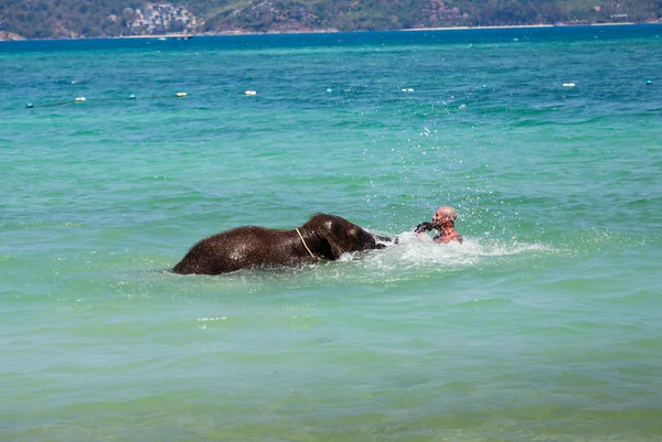 little elephant calf swims in the sea with the man