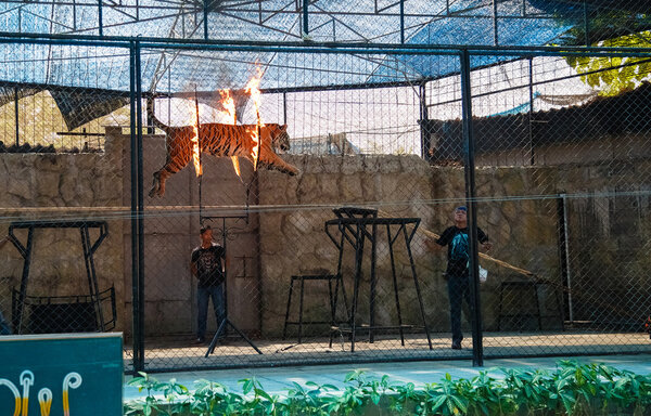 excursion in Samui Aquarium and Tiger Zoo, show tiger