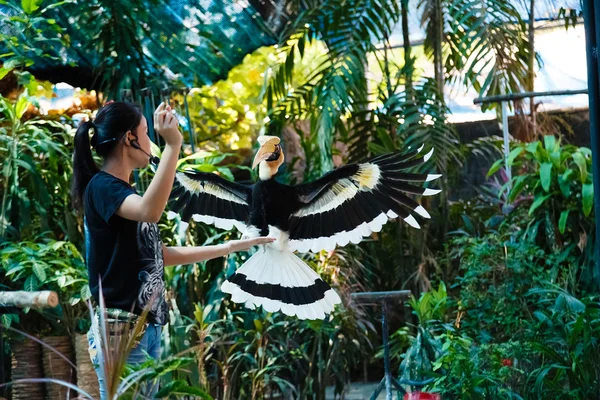 Excursion in Samui Aquarium and Tiger Zoo, show of birds — Stock Photo, Image