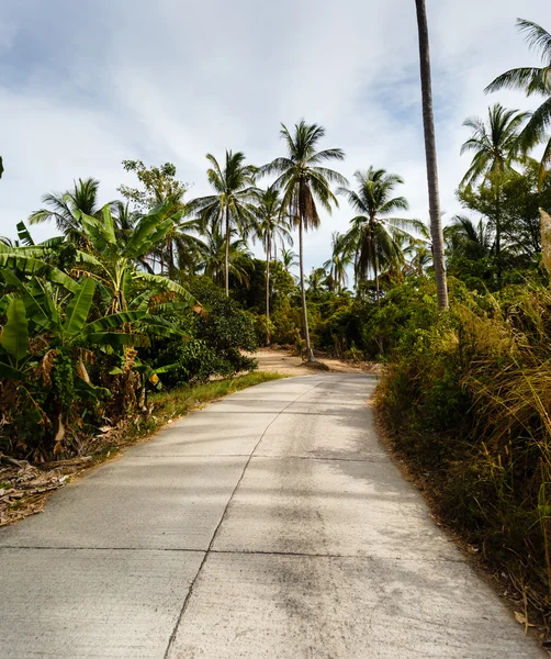 Camino en la selva de palmeras de Tailandia — Foto de Stock