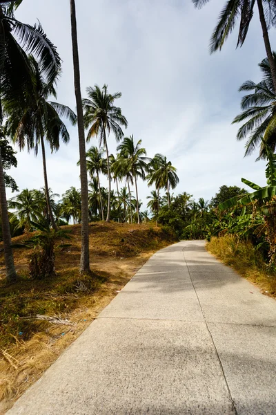 Camino en la selva de palmeras de Tailandia — Foto de Stock